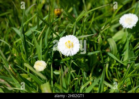 Weißer Marguerit, Gänseblümchen im Garten. Dekorative Blumen auf der Website Stockfoto