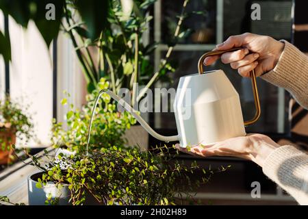 Pflege für Zimmerpflanzen: Frau Wasser gegossen Blume mit niedlichen Gießkannel. Wachsender Hausgarten Stockfoto