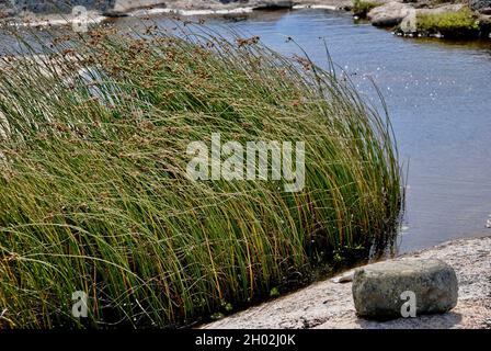 Regenwasserteich auf der Insel im Fjällbacka-Archipel an der schwedischen Westküste Stockfoto