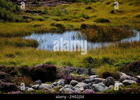 Regenwasserteich auf der Insel im Fjällbacka-Archipel an der schwedischen Westküste Stockfoto