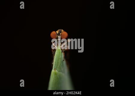 Ein Räuber fliegt auf einem Blatt vor einem dunkelgrünen Hintergrund. Stockfoto