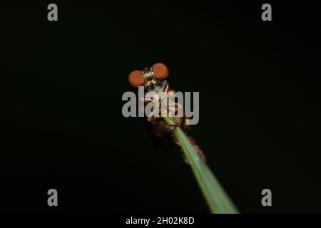 Ein Räuber fliegt auf einem Blatt vor einem dunkelgrünen Hintergrund. Stockfoto