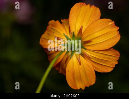 Eine gelbe Cosmos-Blume vor grünem Hintergrund. Stockfoto