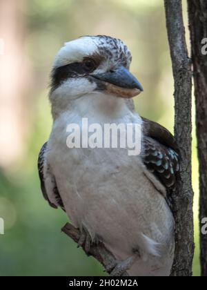 Vögel aus der Nähe, ein lachender Kookaburra oder Kingfisher, ein einheimischer australischer Vogel, der auf einem Baumzweig in einer Bush-Landschaft thront, dem legendären Australien Stockfoto