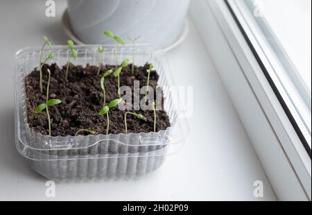 Setzlinge von Tomaten in einem Topf. Setzlinge. Junge Pflanze von Tomaten. Gartenarbeit. Tomaten anbauen. Stockfoto