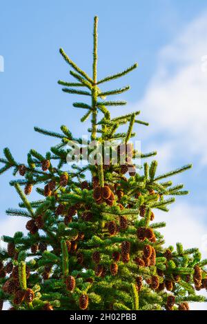 Schöne flauschige Fichte mit vielen braunen Kiefernzapfen gegen blauen Himmel bei sonnigem Wetter. Stockfoto