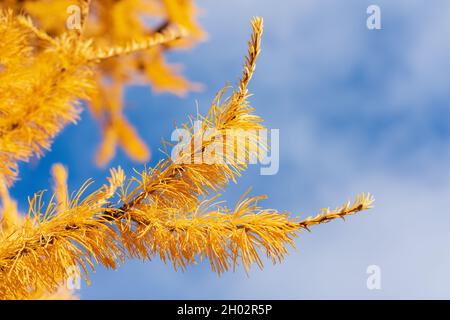 Autumn yellow branch of Larch tree Larix decidua on background of blue sky with clouds. Close-up, soft and selective focus on foreground. Stockfoto