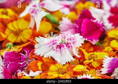 Essbare Blumen haben eine riesige Auswahl an Farben und Geschmacksrichtungen Stockfoto