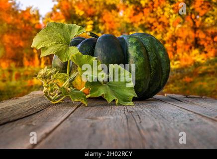 Ein großer grüner Kürbis auf einer hölzernen Arbeitsplatte vor dem Hintergrund eines Herbstgartens. Stockfoto