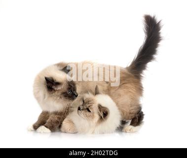 birman Katzen vor weißem Hintergrund Stockfoto