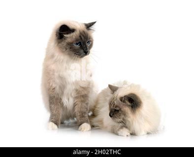 birman Katzen vor weißem Hintergrund Stockfoto