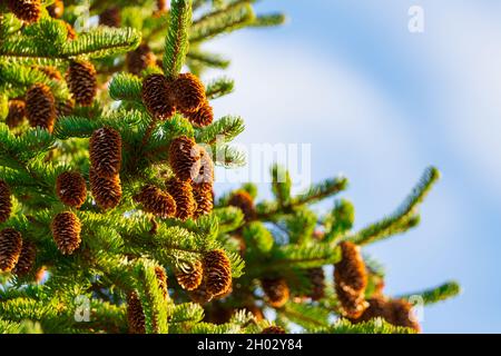 Grüne stachelige Äste von Pelzbaum auf dem Hintergrund des blauen Himmels mit weißen Wolken. Stockfoto