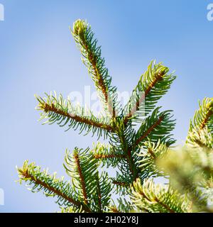 Nahaufnahme von Ästen immergrüner Kiefern mit stacheligen Nadeln. Stockfoto