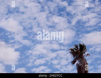 Die kalifornische Fächerpalme wurde an einem windigen Tag vor einem verträumten blauen Himmel mit verstreuten marsallow-Baumwollballwolken geschiltert Stockfoto