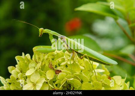 Große grüne Mantis auf den Blättern einer Blume. Seitenansicht. Unscharfer Hintergrund. Das Konzept der wilden Insekten Stockfoto