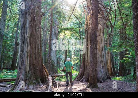 Wandern Mann in den Wald Stockfoto