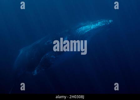 Buckelwal, Megaptera novaeangliae, schwimmend in der Nähe der Oberfläche mit Flossen mit Seepocken bedeckt, Port St. Johns, Wild Coast, Eastern Cape, Transkei Stockfoto