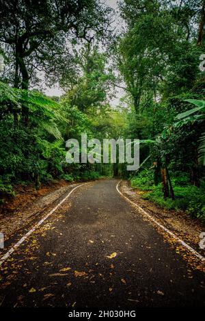 Die Straße im geheimnisvollen Wald Stockfoto