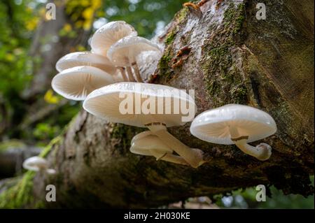 Pilze, die im Herbst auf einem Baumstamm in einem irischen Wald wachsen Stockfoto