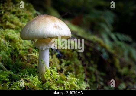 Pilze wachsen im Herbst im Moos auf dem feuchten Waldboden Stockfoto