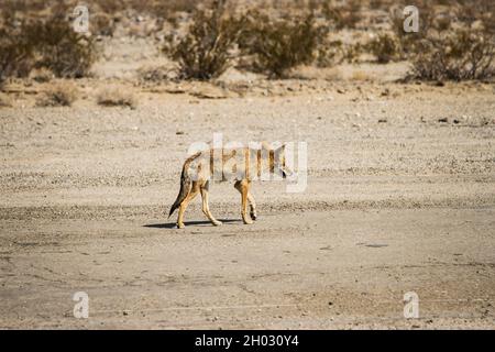 Coyote bei einem wilden Wüstenspaziermarsch Nahaufnahme | Seitenrückansicht eines wilden Coyote, der an einem sonnigen Tag auf einem Sand mit Büschen im Hintergrund läuft Stockfoto