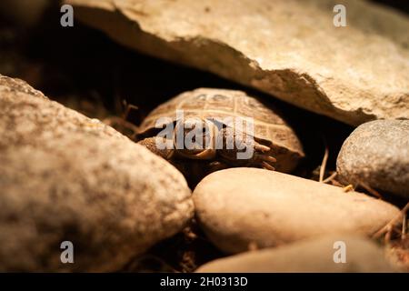 Kleine russische Schildkröte, die ihren Kopf und ihre Beine teilweise in der Schale versteckt | kleine Steppenschildkröte, die sich in der Karaffe, zwischen Felsen, Schildkröte unter Glühbirne versteckt Stockfoto