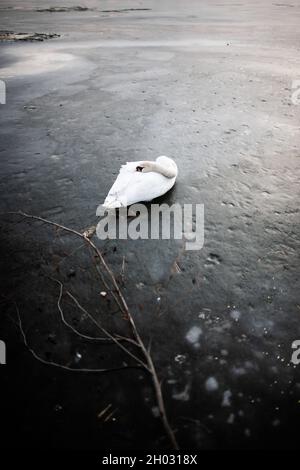 Weißer Schwan schläft auf einem gefrorenen See | wunderschöner weißer Schwan, der auf Eis auf der Wasseroberfläche liegt und seinen Kopf zwischen den Flügeln auf den Rücken legt Stockfoto