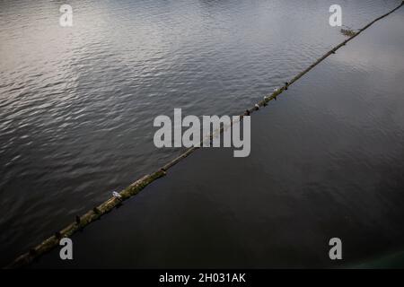 Vögel sitzen in einer Reihe auf Stämmen über dem Wasser | Foto von oben aus der Entfernung von Seeschwalben und Stockenten, die auf auf auf dem Wasser schwimmenden Stämmen ruhen Stockfoto