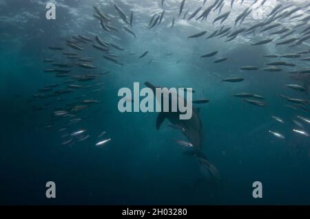 Langschnabelige Delfine, Delphinus capensis, Fütterung an Köderballen von südafrikanischen Sardellen, Sardinops sagax, Port St. Johns, Wild Coast Stockfoto