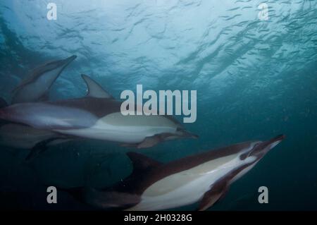 Langschnabelige Delfine, Delphinus capensis, Port St. Johns, Wild Coast, Eastern Cape, Transkei, Südafrika, Afrika, Indischer Ozean Stockfoto