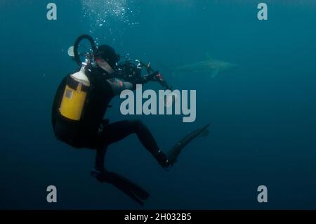 Der Tauch fotografiert Kupferhai, Carcharhinus brachyurus, in der Nähe von Threatened, Port St. Johns, Wild Coast, Ostkap, Transkei, Südafrika, Afrika Stockfoto