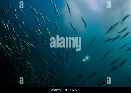 Kap Gannet, Morus capensis, gefährdet, Fang der südafrikanischen Pilchard, Sardinops sagax, Port St. Johns, Wild Coast, Eastern Cape, Transkei Stockfoto