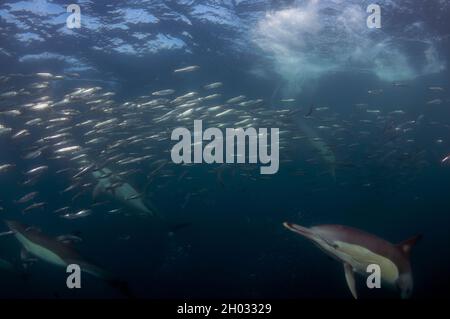 Langschnabelige Delfine, Delphinus capensis, Fütterung an Köderballen von südafrikanischen Sardellen, Sardinops sagax, Port St. Johns, Wild Coast Stockfoto