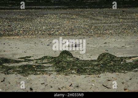 Junge Möwe-Heringmöwe, die an einem Strand zwischen Kieselsteinen und Ebbe liegt, wurde eingedämmt | Junge Möwe ruht auf nassem Sand hinter Ebbe-Grünalgen Stockfoto