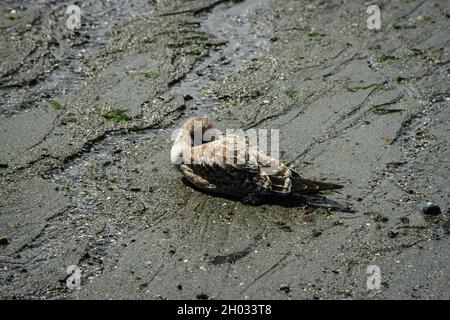 Junge Möwe Heringmöwe schläft am Strand aus der Nähe | Junge Möwe ruht mit Kopf unter Flügel auf nassem Sand mit grünen Algen Stockfoto