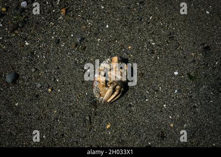 Tote Krabbe mit gewellten Beinen auf Sand Nahaufnahme | Tote Krabbe an einem Kiesstrand am Ufer von oben nach unten Ansicht schließen Stockfoto