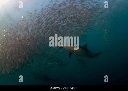 Langschnabelige Delfine, Delphinus capensis, Fütterung an Köderballen von südafrikanischen Sardellen, Sardinops sagax, Port St. Johns, Wild Coast Stockfoto