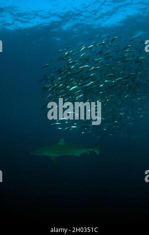 Schwarzspitzenhai, Carcharhinus limbatus, in der Nähe von Threatened, mit Schule für südafrikanische Sardinen, Sardinops sagax, Port St. Johns, Wild Coast Stockfoto