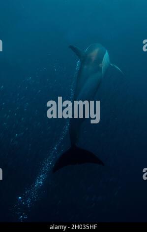 Langschnabeliger gewöhnlicher Delphin, Delphinus capensis, beim Füttern von Sardinen aus dem südlichen Afrika, Sardinops sagax Stockfoto