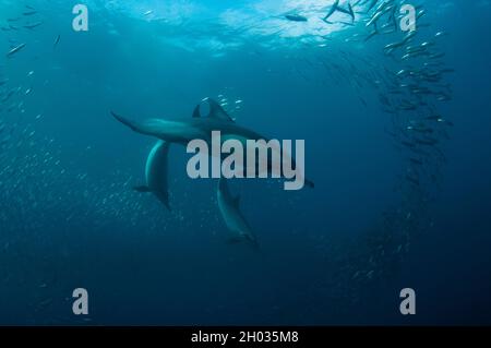 Langschnabelige Delfine, Delphinus capensis, Fütterung an Köderballen von südafrikanischen Sardellen, Sardinops sagax, Port St. Johns, Wild Coast Stockfoto