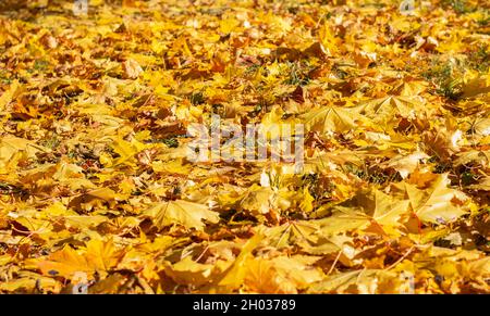 Herbstpark, gefallene Ahornblätter, auf grünem Gras. Sonnenstrahlen. Die letzten warmen Tage. Stockfoto