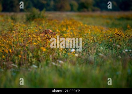 Schöne männliche ungarische vizsla Jagdhund im Freien Porträt. Jagdhund jagt Beute an einem sonnigen Herbstabend. Stockfoto