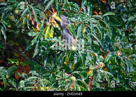 Graues Eichhörnchen sammelt, versteckt und frisst süße Kastanien Stockfoto