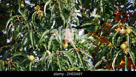 Graues Eichhörnchen sammelt, versteckt und frisst süße Kastanien Stockfoto