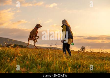 Reife Frau spielt fetch mit ihrem schönen ungarischen vizsla. Hund spielt mit Ball Hintergrund. Frau und Jagdhund genießen die Natur zu Fuß auf einer Sonne Stockfoto