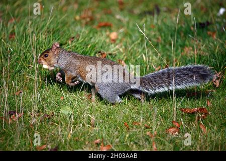 Graues Eichhörnchen sammelt, versteckt und frisst süße Kastanien Stockfoto