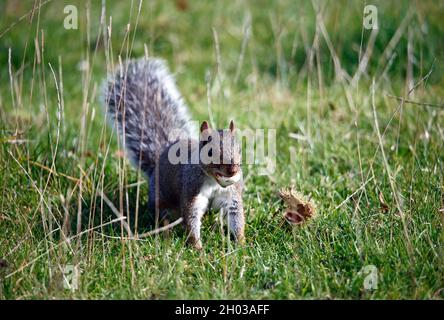 Graues Eichhörnchen sammelt, versteckt und frisst süße Kastanien Stockfoto