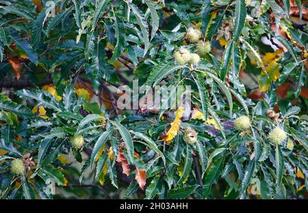 Graues Eichhörnchen sammelt, versteckt und frisst süße Kastanien Stockfoto