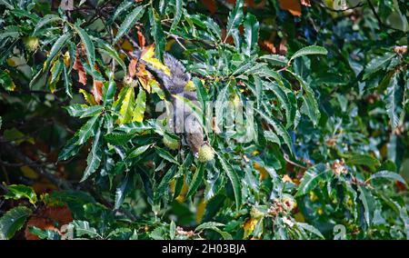 Graues Eichhörnchen sammelt, versteckt und frisst süße Kastanien Stockfoto