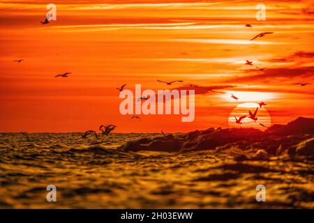 Eine Schar Möwen fliegt und fischt im Meer. Warmer Sonnenuntergang Himmel über dem Meer, Sonneneinstrahlung. Silhouetten von Möwen, die in Zeitlupe vom fliegen Stockfoto
